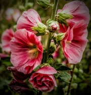 Common-Hollyhock-by-Geoff-Tucker