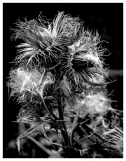 Seed-Head-by-Geoff-Tucker