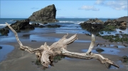 Driftwood by Jum Bullock