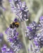 Bee-on-Lavender-by-Lyn-Day