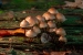 Fungi-1-by-Linda-Addyman