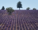 Lavender-Fields-1-by-Tony-Goodger