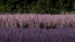 Lavender-Fields-3-by-Tony-Goodger