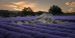 Lavender-Fields-5-by-Tony-Goodger