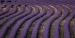 Lavender-Fields-6-by-Tony-Goodger