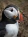 Puffins-1-by-Debbie-Goodger