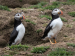 Puffins-2-by-Debbie-Goodger