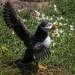 Puffins-4-by-Debbie-Goodger