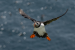 Puffins-5-by-Debbie-Goodger