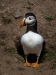 Puffins-7-by-Debbie-Goodger