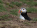 Puffins-8-by-Debbie-Goodger