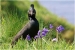 Seabirds-and-Bluebells-2-by-Gillian-Marsh