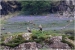 Seabirds-and-Bluebells-3-by-Gillian-Marsh